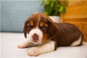 Camilla - Beagle for sale
