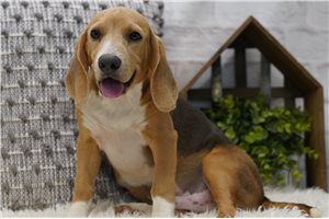 Richard - Beagle for sale