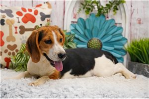 Lucas - Beagle for sale