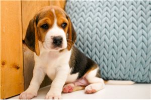 Edmund - Beagle for sale