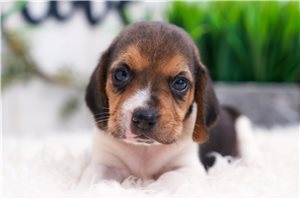 Christopher - Beagle for sale