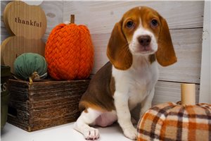 Ellen - Beagle for sale