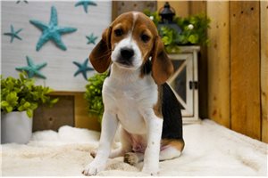 Alexander - Beagle for sale