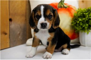 Carmen - Beagle for sale