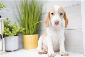 Hero - Beagle for sale