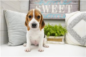 Enrico - Beagle for sale