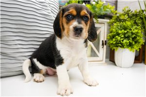Diva - Beagle for sale