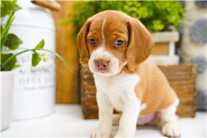 Deke - Beagle for sale