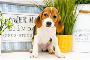 Alexander - Beagle for sale