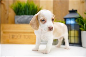 Scarlett - Beagle for sale