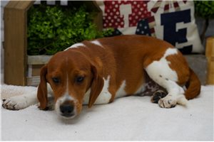 Parker - Beagle for sale