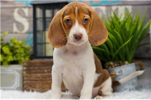 Joey - Beagle for sale