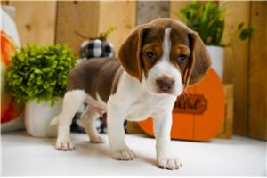 Carter - Beagle for sale