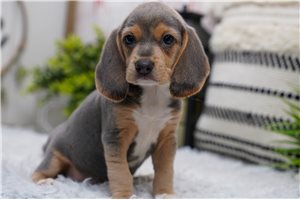 Ryan - Beagle for sale
