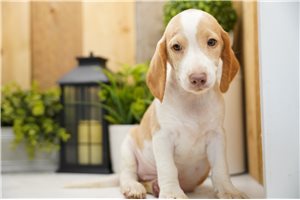 Hero - Beagle for sale