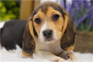Karter - Beagle for sale