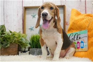Atticus - Beagle for sale