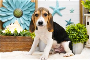 Avery - Beagle for sale