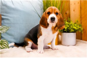Aiden - Beagle for sale