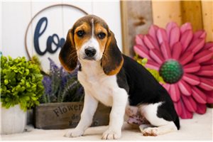 Avery - Beagle for sale