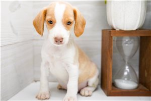 Hero - Beagle for sale
