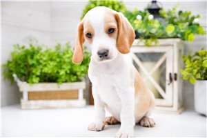 Hitch - Beagle for sale