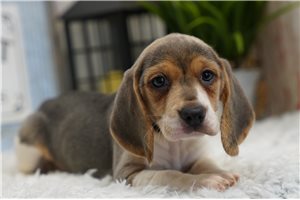 Amiyah - Beagle for sale