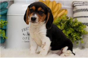 Harper - Beagle for sale