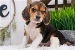 Lisa - Beagle for sale