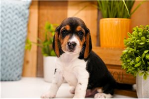 Eddy - puppy for sale