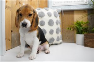 Enzo - Beagle for sale