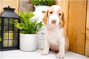 Hero - Beagle for sale