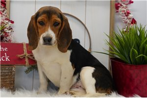 Oaklynn - Beagle for sale