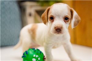 Hope - Beagle for sale
