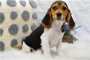 Kimberly - Beagle for sale