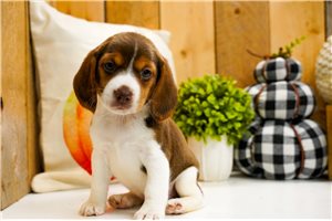 Camilla - Beagle for sale