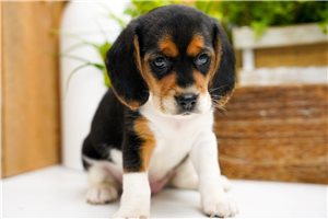 Dixie - Beagle for sale
