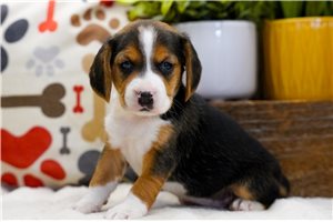 Natalia - Beagle for sale
