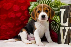 Alexander - Beagle for sale