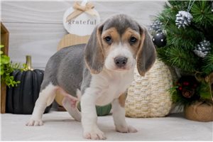 Silas - puppy for sale