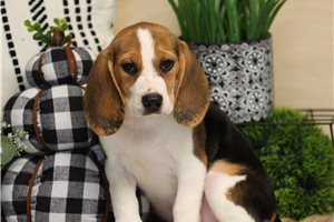 Brandy - Beagle for sale