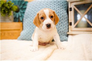 Donovan - Beagle for sale
