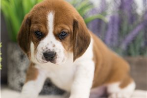 Mason - Beagle for sale