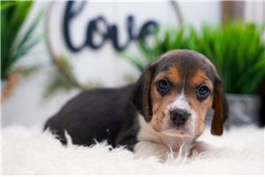 Connor - Beagle for sale