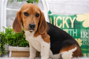 Will - Beagle for sale