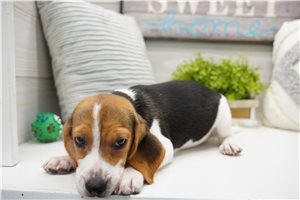 Enrico - Beagle for sale
