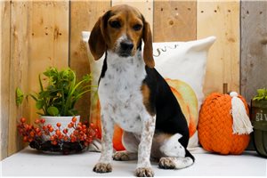 Edith - puppy for sale