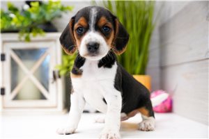 Silas - Beagle for sale