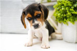 Dervish - Beagle for sale