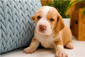 Creek - puppy for sale